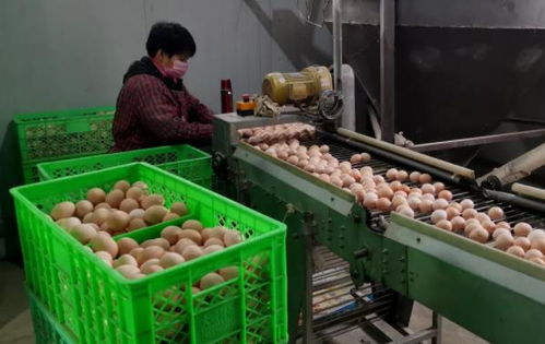 武清區農副產品供應充足，全力保障百姓生活必需品需求